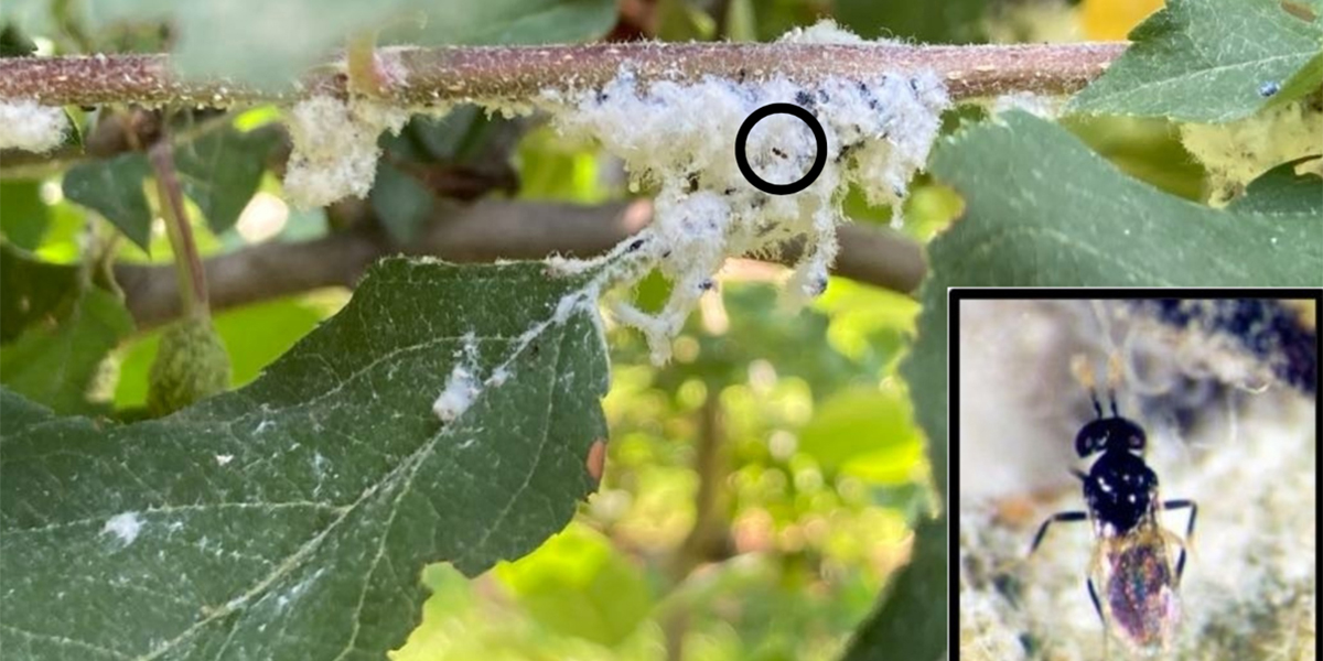 Afide lanigero: Centro Laimburg al lavoro per una difesa sostenibile del melo